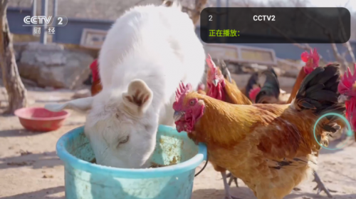 橙色直播