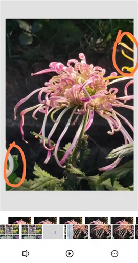 snapseed手机app安装2024