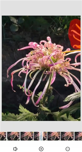 snapseed手机app安装2024